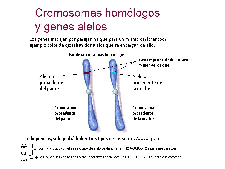 Cromosomas homólogos y genes alelos Los genes trabajan por parejas, ya que para un