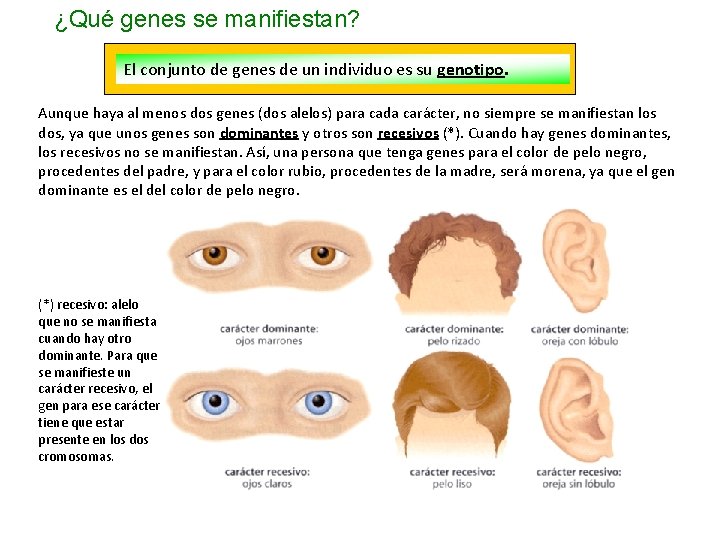 ¿Qué genes se manifiestan? El conjunto de genes de un individuo es su genotipo.