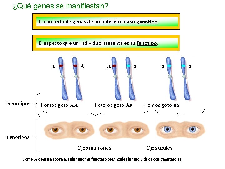 ¿Qué genes se manifiestan? El conjunto de genes de un individuo es su genotipo.