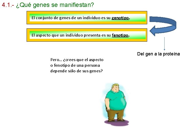 4. 1. - ¿Qué genes se manifiestan? El conjunto de genes de un individuo