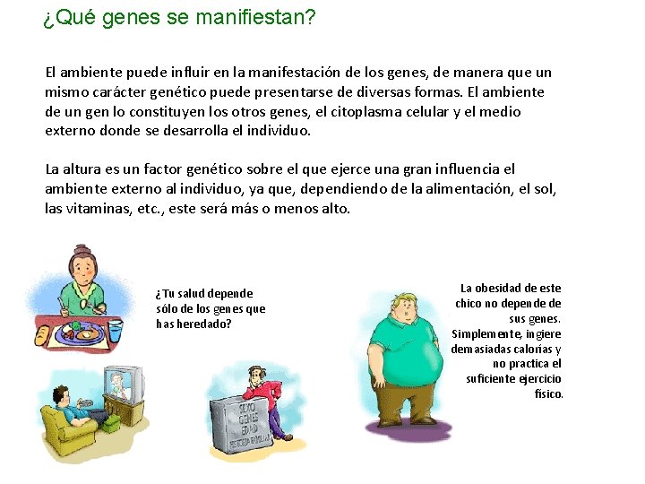 ¿Qué genes se manifiestan? El ambiente puede influir en la manifestación de los genes,