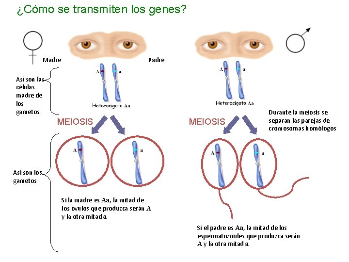 ¿Cómo se transmiten los genes? Madre Padre Así son las células madre de los