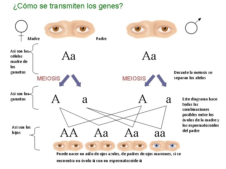 ¿Cómo se transmiten los genes? Madre Padre Así son las células madre de los