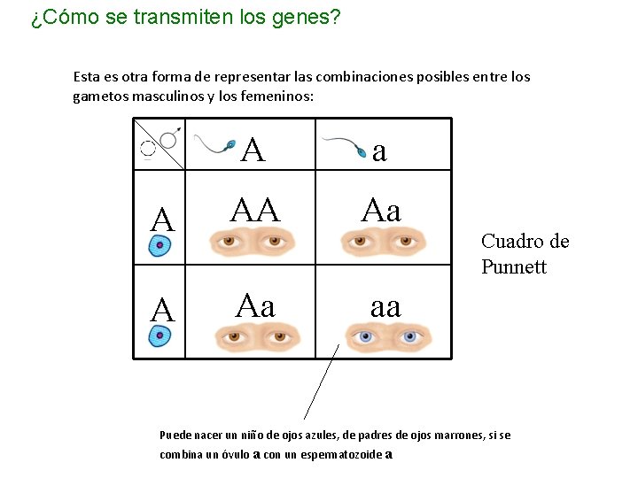 ¿Cómo se transmiten los genes? Esta es otra forma de representar las combinaciones posibles