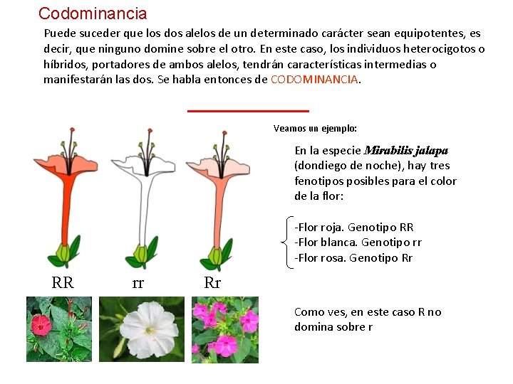 Codominancia Puede suceder que los dos alelos de un determinado carácter sean equipotentes, es