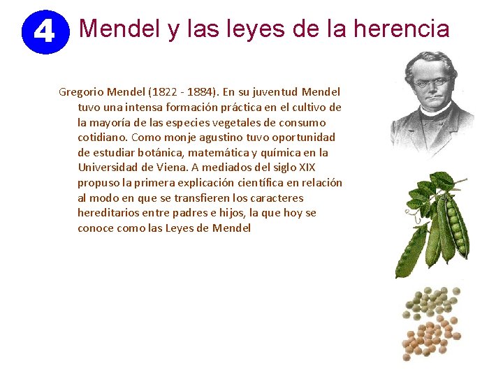 4 Mendel y las leyes de la herencia Gregorio Mendel (1822 - 1884). En