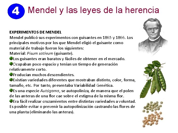 4 Mendel y las leyes de la herencia EXPERIMENTOS DE MENDEL Mendel publicó sus