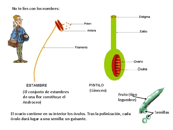 No te líes con los nombres: (El conjunto de estambres de una flor constituye