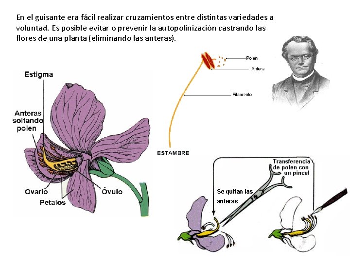 En el guisante era fácil realizar cruzamientos entre distintas variedades a voluntad. Es posible