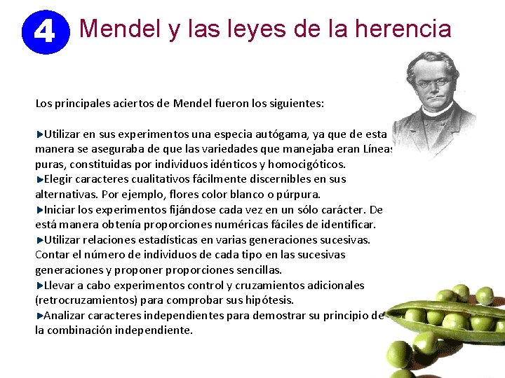 4 Mendel y las leyes de la herencia Los principales aciertos de Mendel fueron