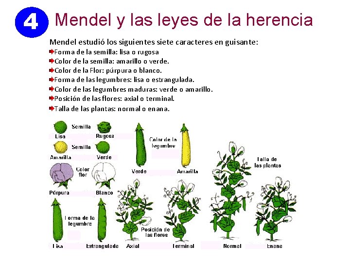 4 Mendel y las leyes de la herencia Mendel estudió los siguientes siete caracteres