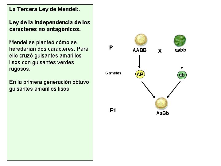 La Tercera Ley de Mendel: . Ley de la independencia de los caracteres no