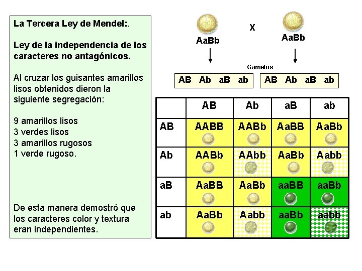 La Tercera Ley de Mendel: . X Aa. Bb Ley de la independencia de