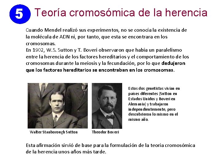 5 Teoría cromosómica de la herencia Cuando Mendel realizó sus experimentos, no se conocía