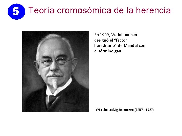 5 Teoría cromosómica de la herencia En 1909, W. Johannsen designó el “factor hereditario”