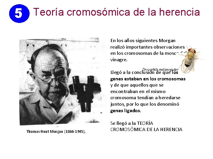 5 Teoría cromosómica de la herencia En los años siguientes Morgan realizó importantes observaciones