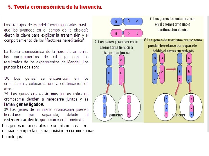 5. Teoría cromosómica de la herencia. Los genes responsables de un mismo carácter ocupan