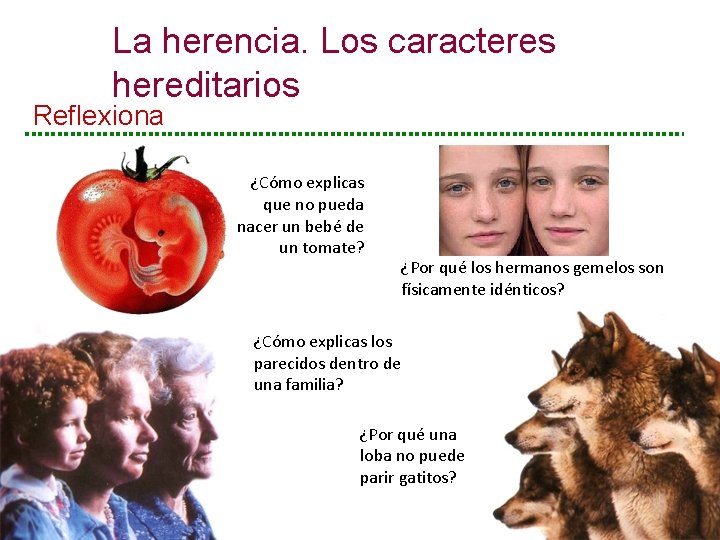 La herencia. Los caracteres hereditarios Reflexiona ¿Cómo explicas que no pueda nacer un bebé