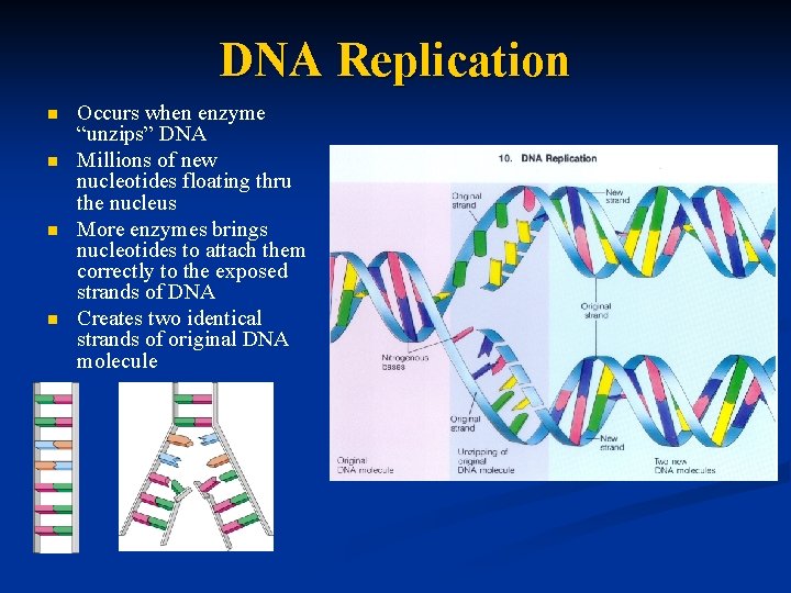 DNA Replication n n Occurs when enzyme “unzips” DNA Millions of new nucleotides floating