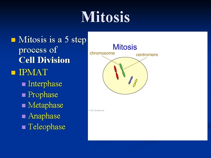 Mitosis is a 5 step process of Cell Division n IPMAT n Interphase n