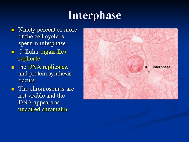 Interphase n n Ninety percent or more of the cell cycle is spent in