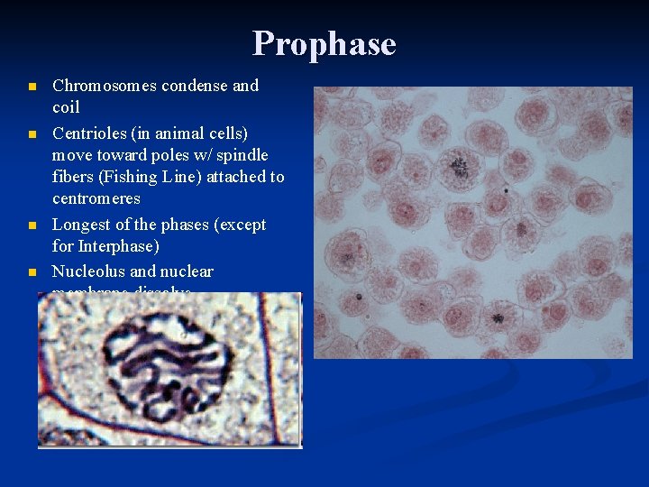 Prophase n n Chromosomes condense and coil Centrioles (in animal cells) move toward poles