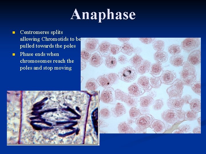 Anaphase n n Centromeres splits allowing Chromotids to be pulled towards the poles Phase