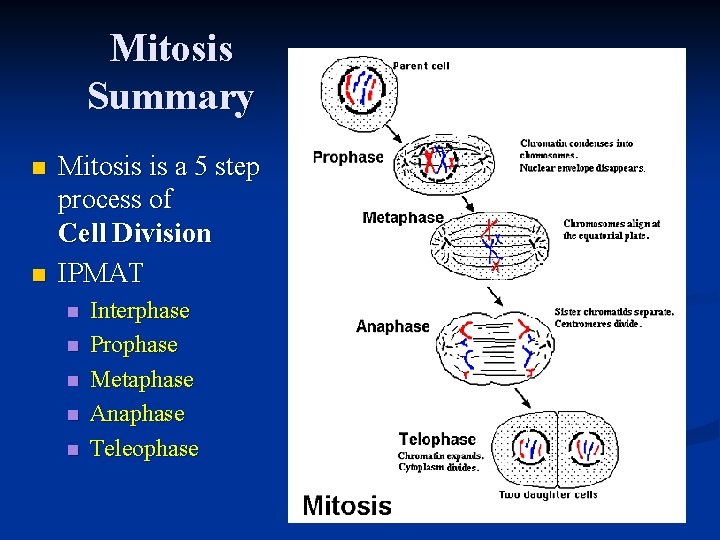 Mitosis Summary n n Mitosis is a 5 step process of Cell Division IPMAT