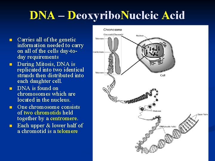 DNA – Deoxyribo. Nucleic Acid n n n Carries all of the genetic information