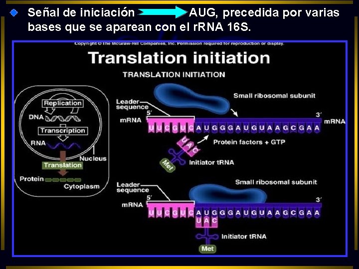 Señal de iniciación AUG, precedida por varias bases que se aparean con el r.