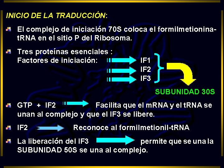 INICIO DE LA TRADUCCIÓN: El complejo de iniciación 70 S coloca el formilmetioninat. RNA