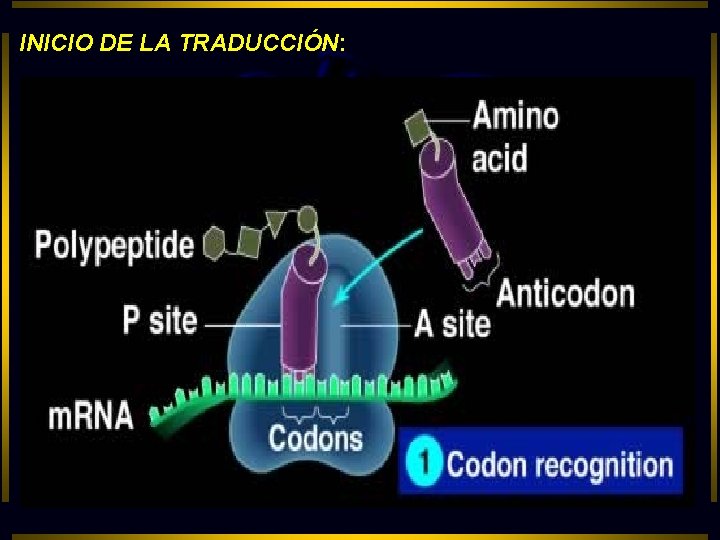 INICIO DE LA TRADUCCIÓN: 