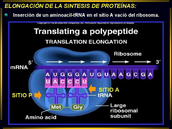 ELONGACIÓN DE LA SINTESIS DE PROTEÍNAS: Inserción de un aminoacil-t. RNA en el sitio