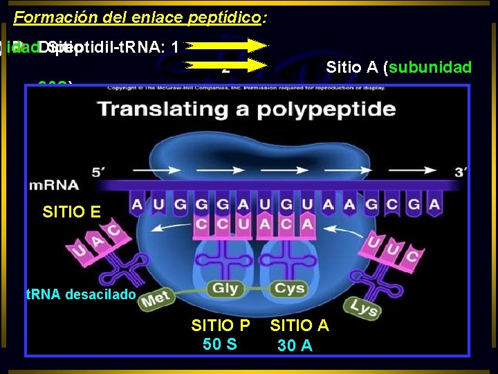Formación del enlace peptídico: nidad ) P Dipeptidil-t. RNA: Sitio 1 2 Sitio A