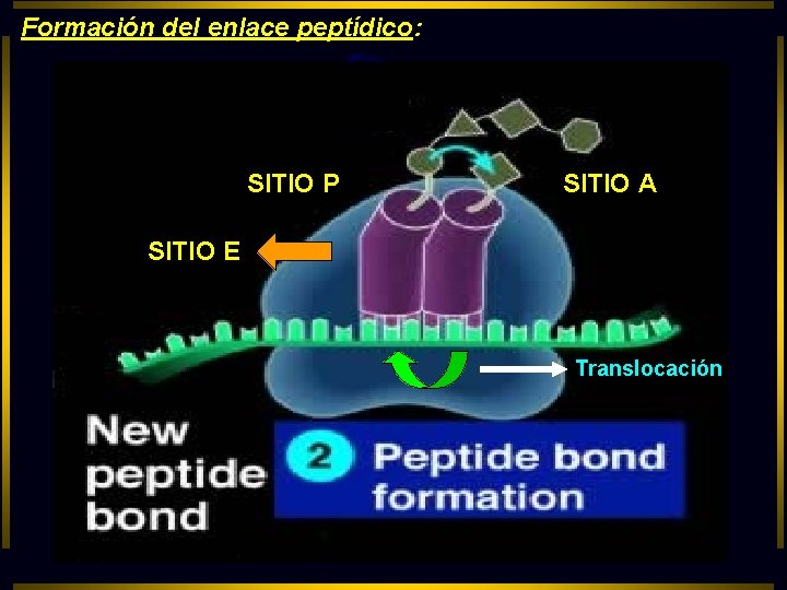 Formación del enlace peptídico: SITIO P SITIO A SITIO E Translocación 