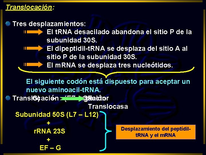 Translocación: Tres desplazamientos: El t. RNA desacilado abandona el sitio P de la subunidad