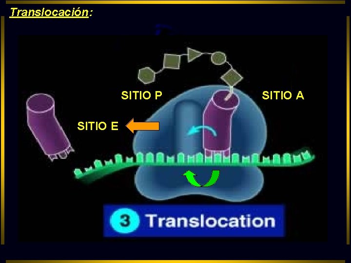 Translocación: SITIO P SITIO E SITIO A 