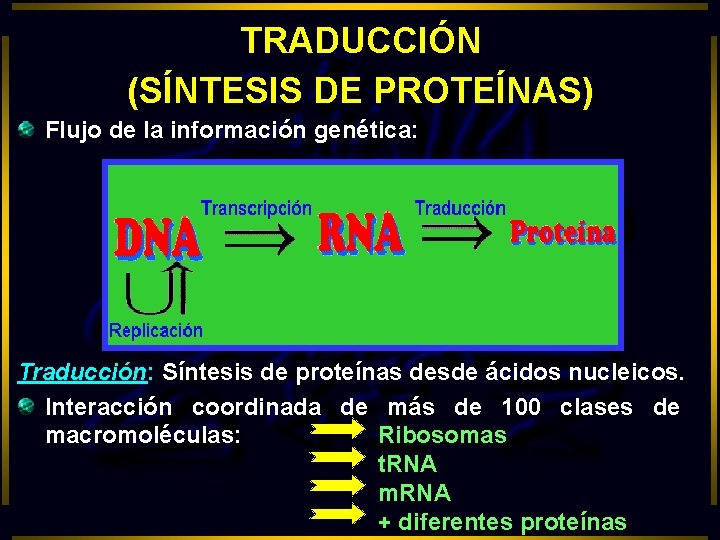 TRADUCCIÓN (SÍNTESIS DE PROTEÍNAS) Flujo de la información genética: Traducción: Síntesis de proteínas desde