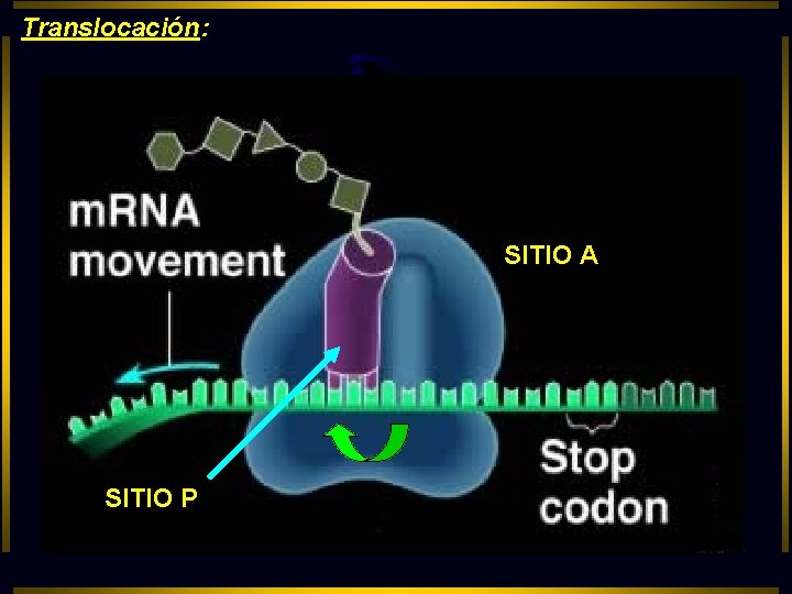 Translocación: SITIO A SITIO P 