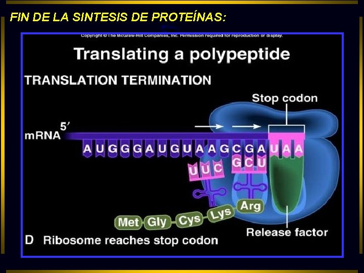 FIN DE LA SINTESIS DE PROTEÍNAS: 