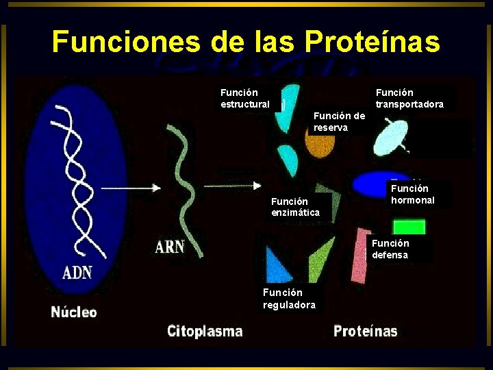 Funciones de las Proteínas Función estructural Función transportadora Función de reserva Función enzimática Función