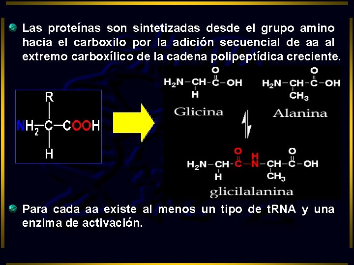 Las proteínas son sintetizadas desde el grupo amino hacia el carboxilo por la adición