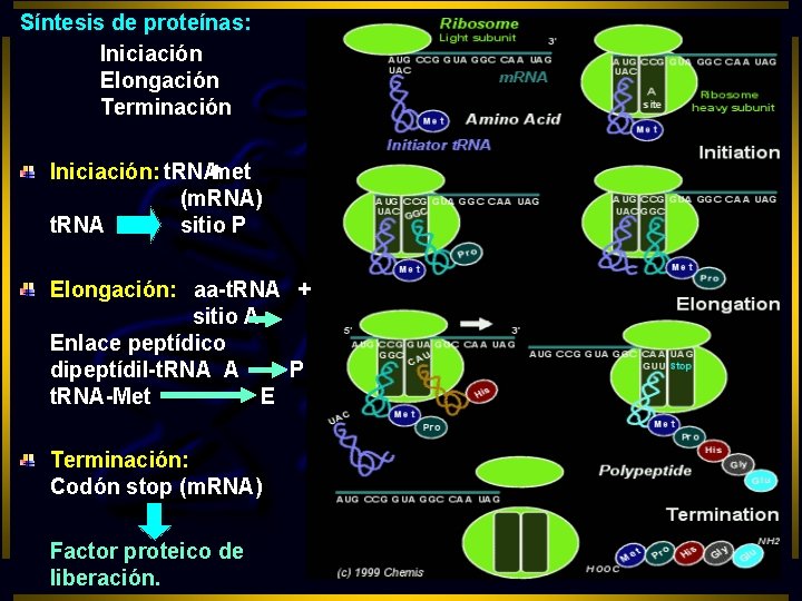 Síntesis de proteínas: Iniciación Elongación Terminación Iniciación: t. RNA+met (m. RNA) t. RNA sitio