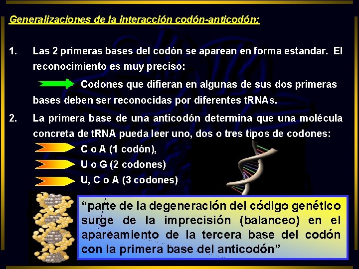 Generalizaciones de la interacción codón-anticodón: 1. Las 2 primeras bases del codón se aparean