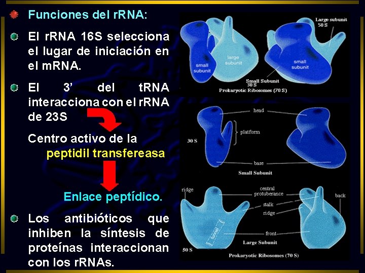 Funciones del r. RNA: El r. RNA 16 S selecciona el lugar de iniciación