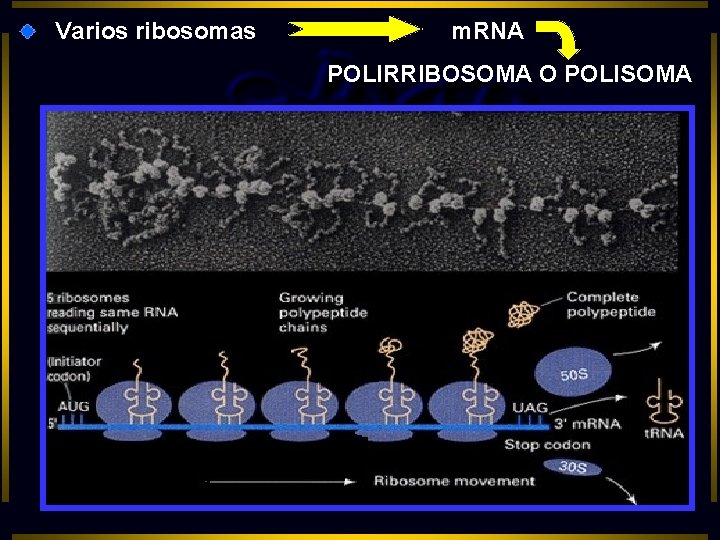 Varios ribosomas m. RNA POLIRRIBOSOMA O POLISOMA 