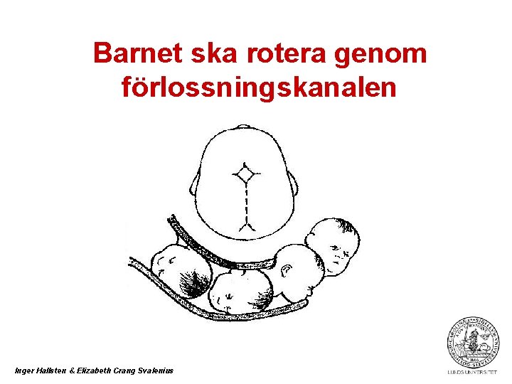 Barnet ska rotera genom förlossningskanalen Inger Hallsten & Elizabeth Crang Svalenius 
