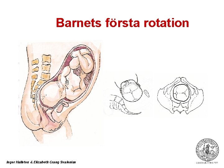 Barnets första rotation Inger Hallsten & Elizabeth Crang Svalenius 