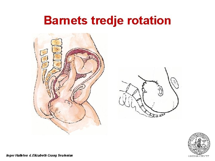 Barnets tredje rotation Inger Hallsten & Elizabeth Crang Svalenius 