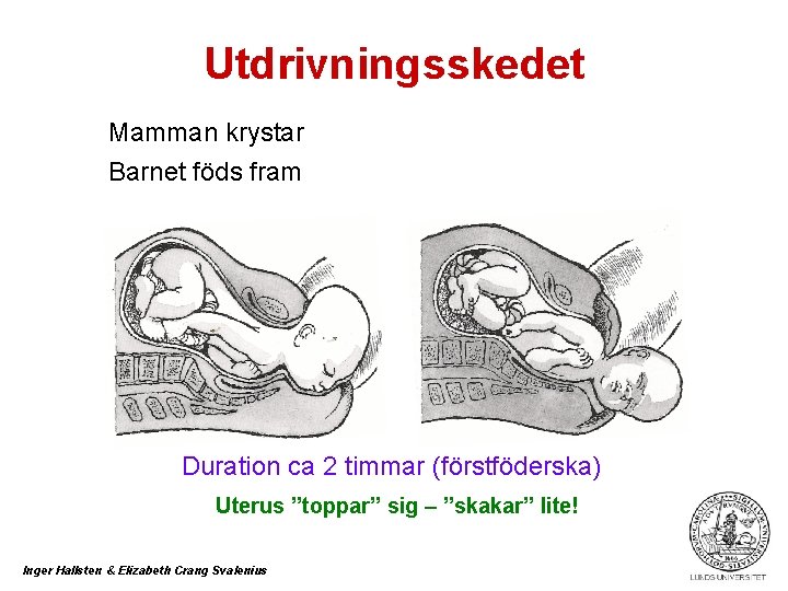 Utdrivningsskedet Mamman krystar Barnet föds fram Duration ca 2 timmar (förstföderska) Uterus ”toppar” sig